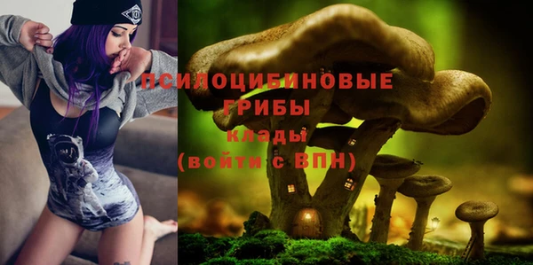 прущие грибы Абаза
